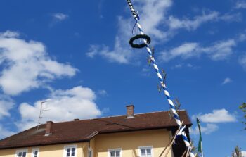 Die starken Aufsteller stellten den Baum bei einem Traumwetter auf.